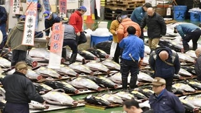 Cá ngừ 1,8 triệu USD bán trong phiên đấu giá đầu năm mới tại Nhật Bản