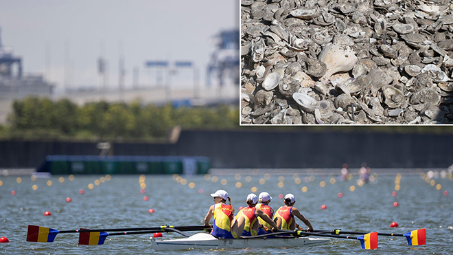 Sinh vật biển đe dọa quá trình tổ chức Olympic