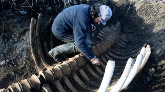 Tìm thấy bộ xương ‘quái vật biển’ không đầu dài 6 mét