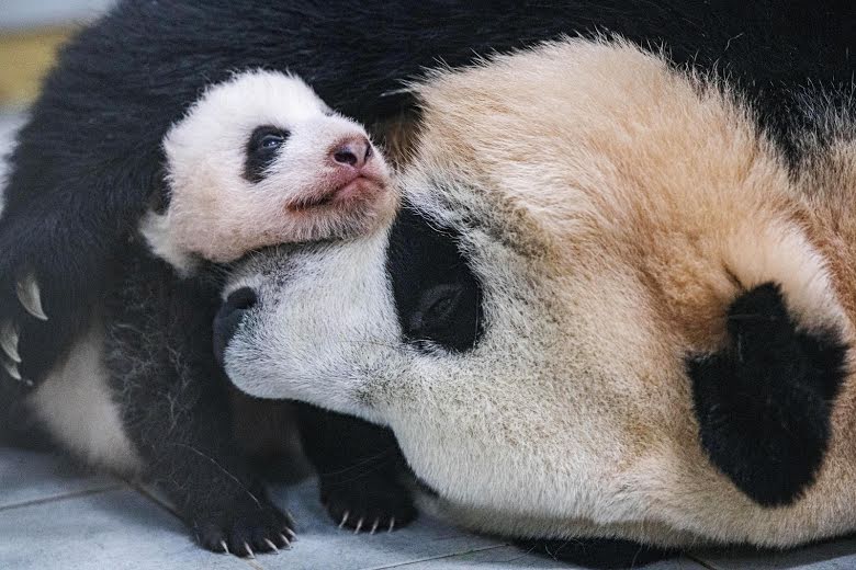 Blackpink, Blackpink và gấu trúc panda, Blackpink bị điều tra vì gây hại cho gấu, Gấu con Fubao, 24/365 With Blackpink, Blackpink gây nguy hiểm cho gấu