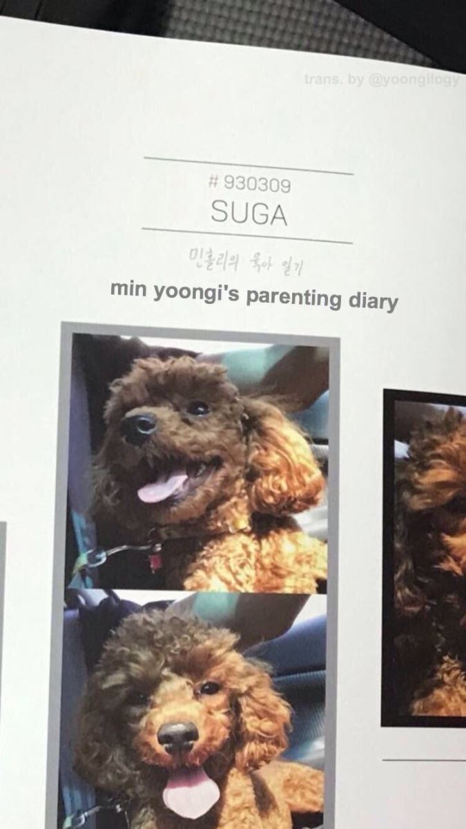 BTS, Suga, Holly Suga, Suga giữ quà fan làm trong nhiều năm, Suga savage, Suga meme, Suga cute, Suga dog, Suga thú cưng, Suga warm, Suga sexy, Suga cool, Suga handsome