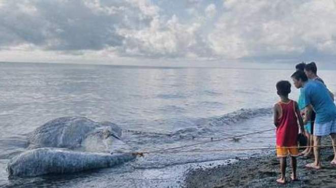 Hoang mang với xác sinh vật kỳ dị chưa từng thấy dạt vào bờ biển Philippines