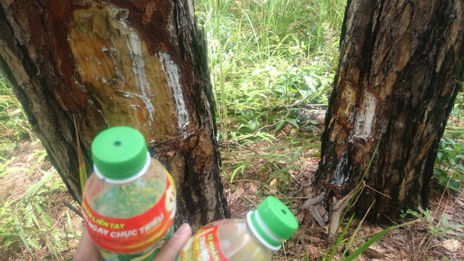 Lâm Đồng: Tạm giữ hai người liên quan vụ đầu độc rừng thông 3 lá