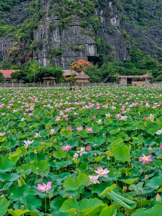 Hang Múa, Đầm sen hang múa, check -in mùa du lịch, Vạn lý trường thành phiên bản Việt, Hang Múa Ninh Bình