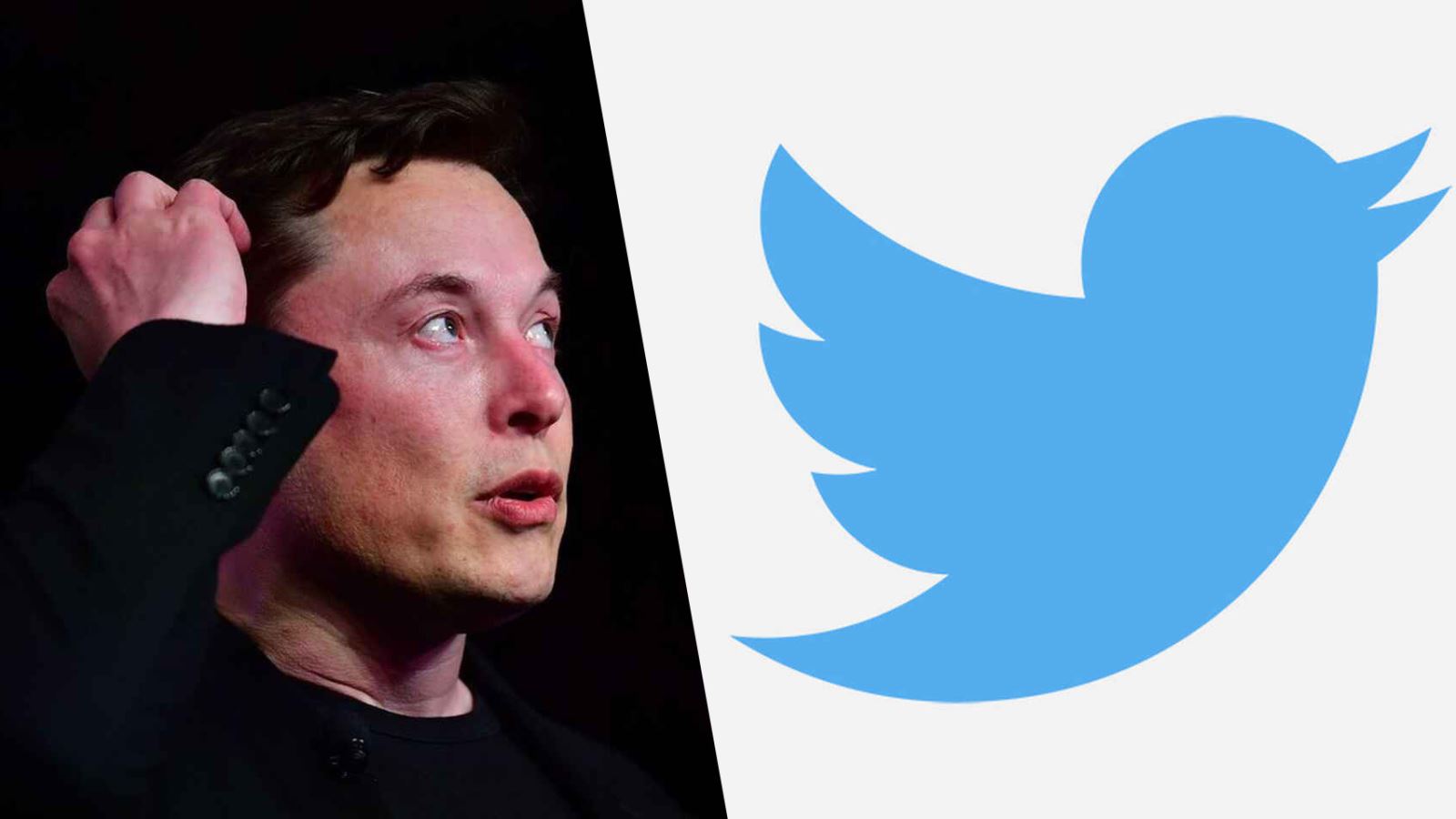 Elon Musk.Twitter. Elon Musk hủy thương vụ mua Twitter
