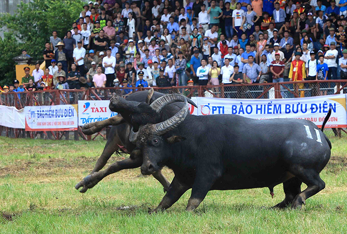 Chọi trâu Đồ Sơn, Xem chọi trâu Đồ Sơn, Xem Chọi trâu Hải Phòng, Xem chọi trâu, chọi trâu đồ sơn 2018, trực tiếp chọi trâu đồ sơn, xem trực tiếp chọi trâu đồ sơn