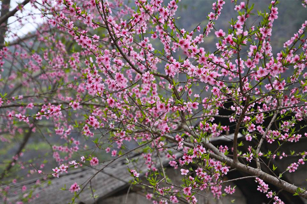 Văn khấn ông công ông táo, Cúng ông công ông táo, Lễ quan soái rút chân hương, bài cúng ông công ông táo, Mâm cúng ông công ông táo, ông công ông táo cúng gì