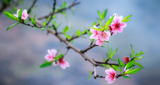 bài cúng ông táo, Văn khấn ông công ông táo, Bài cúng Ông Công Ông Táo, Mâm cúng Ông Công Ông Táo, van khan ong cong ong tao, bao cung ong cong ong tao, cúng táo quân