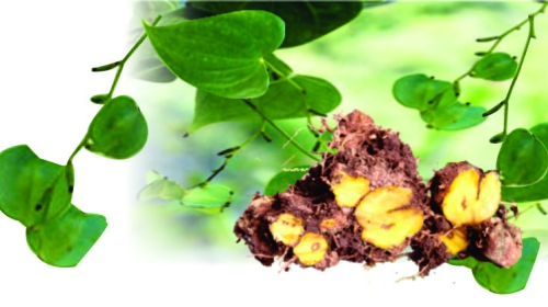 Nần nghệ (Dioscorea collettii) - cây thuốc “cực quý hiếm” (Sách đỏ Việt Nam, trang 391, 392) giúp hạ mỡ máu, mỡ gan, huyết áp bất ngờ được tìm thấy tại Sơn La, Việt Nam.