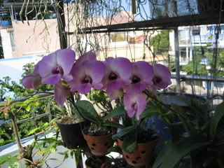 phonglannoi012-1.jpg picture by ngotanthuytien