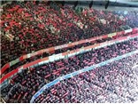 Sân Emirates vắng tanh ngày Arsenal đại thắng Dinamo Zagreb