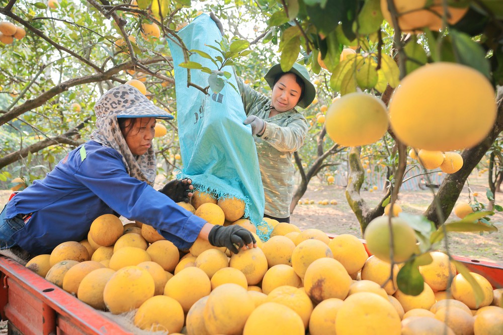 Làng bưởi Diễn nhộn nhịp vào vụ thu hoạch phục vụ Tết Ất Tỵ 2025 - Ảnh 6.