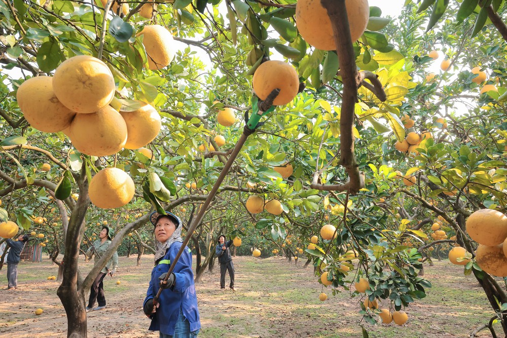 Làng bưởi Diễn nhộn nhịp vào vụ thu hoạch phục vụ Tết Ất Tỵ 2025 - Ảnh 2.