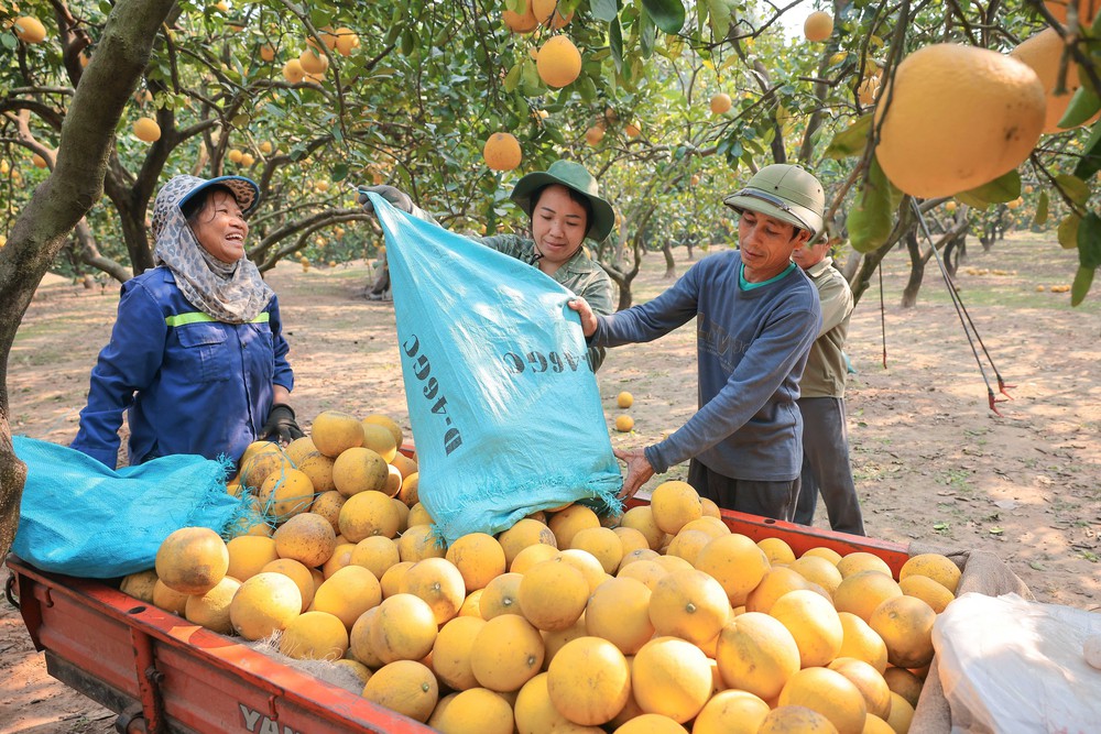 Làng bưởi Diễn nhộn nhịp vào vụ thu hoạch phục vụ Tết Ất Tỵ 2025 - Ảnh 4.