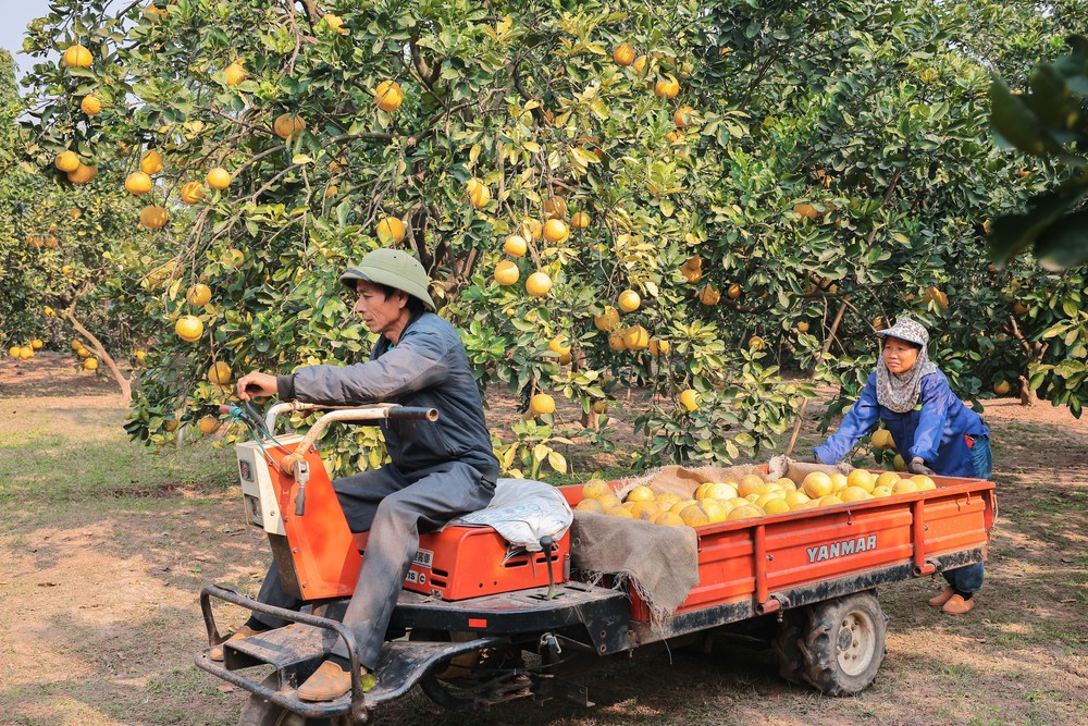 Làng bưởi Diễn nhộn nhịp vào vụ thu hoạch phục vụ Tết Ất Tỵ 2025 - Ảnh 7.