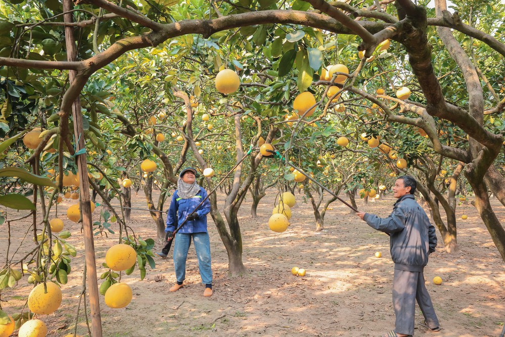 Làng bưởi Diễn nhộn nhịp vào vụ thu hoạch phục vụ Tết Ất Tỵ 2025 - Ảnh 3.