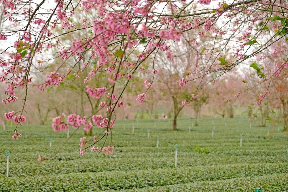 Mai anh đào nở sớm trước Tết thu hút du khách đến với Đà Lạt - Ảnh 5.