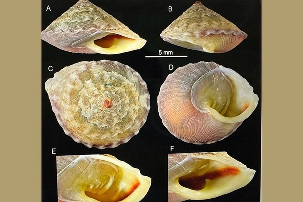 Phát hiện loài ốc mới có tên Việt Nam là &quot;Ốc nón Sơn Đoòng&quot; - Ảnh 1.