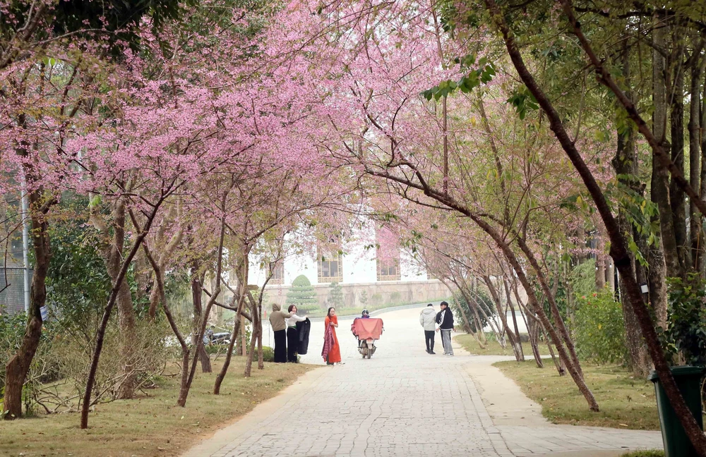 Hoa anh đào khoe sắc trên cao nguyên Mộc Châu - Ảnh 5.