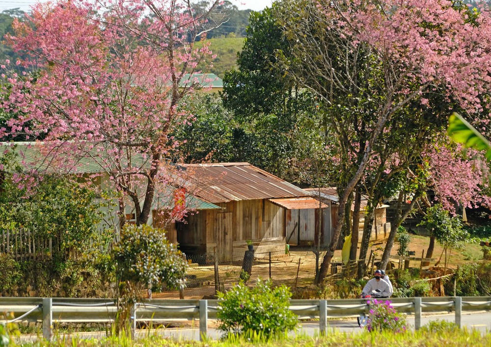 Mai anh đào khoe sắc trên buôn làng người K’Ho ở Lâm Đồng - Ảnh 4.