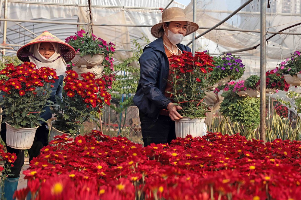 Rực rỡ sắc màu làng hoa Xuân Quan những ngày cận Tết - Ảnh 1.