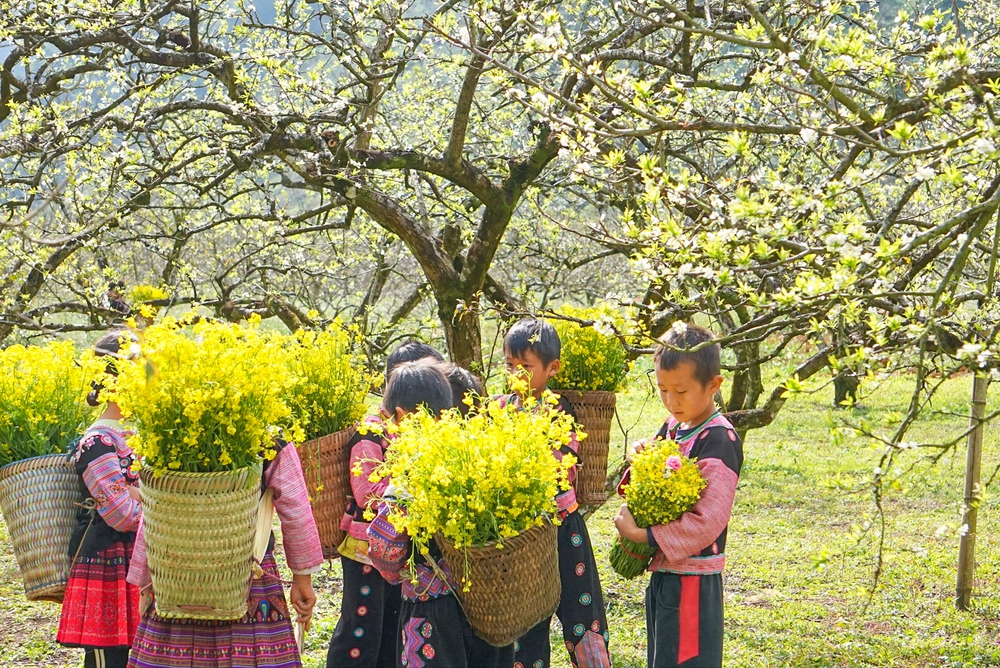 Cao nguyên Mộc Châu đẹp nao lòng dịp Tết nguyên đán Ất Tỵ 2025 - Ảnh 2.