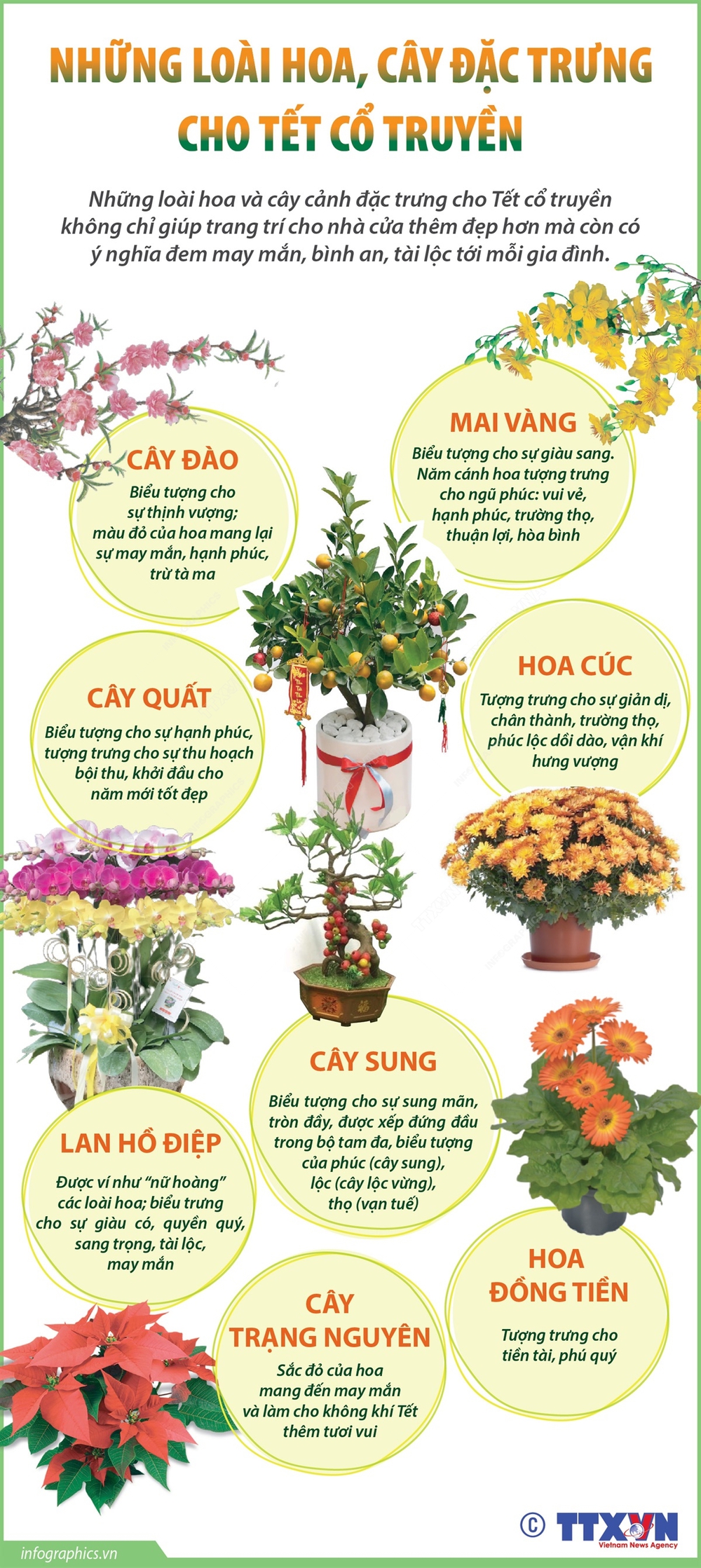 Những loài hoa, cây đặc trưng cho Tết cổ truyền - Ảnh 1.