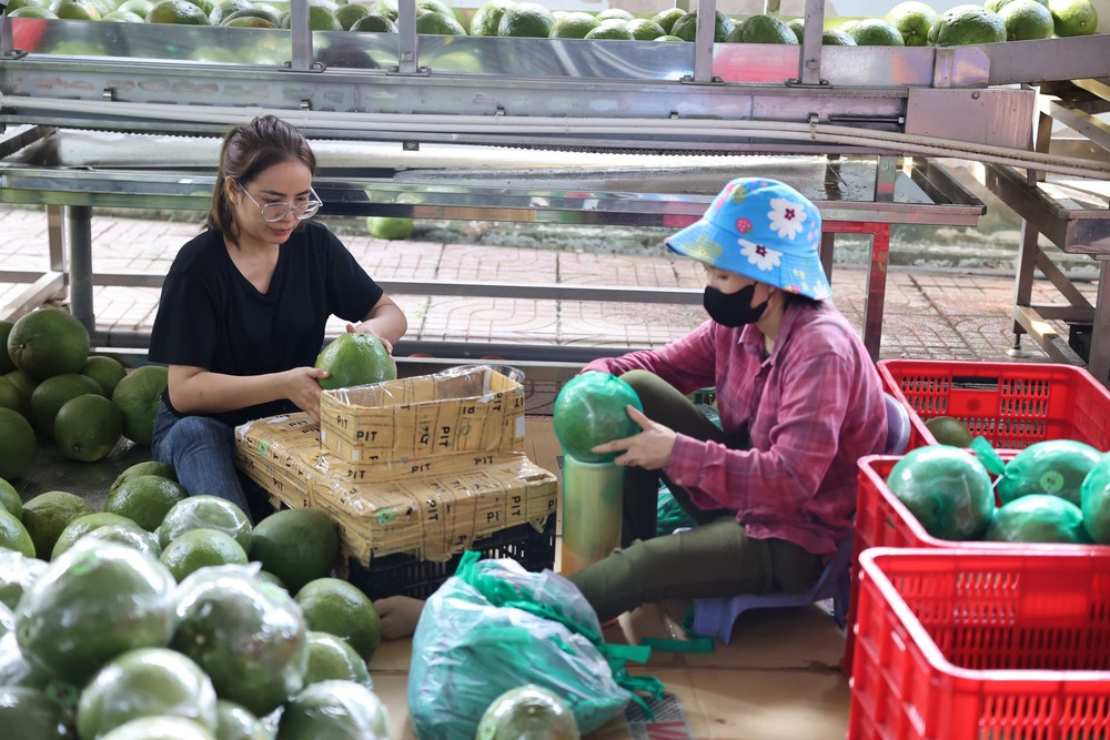 Sản phẩm OCOP của tỉnh Bà Rịa-Vũng Tàu vào mùa phục vụ Tết - Ảnh 4.