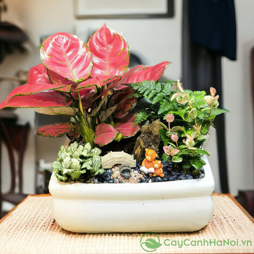 Cây cảnh phong thủy chiêu tài lộc: Gợi ý quà tặng ý nghĩa dịp 20/10 cho người yêu thương - Ảnh 2.