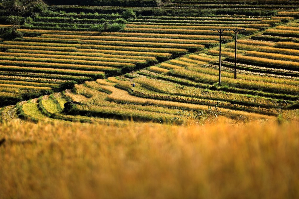 Đưa ruộng bậc thang Miền Đồi trở thành điểm đến hấp dẫn trên bản đồ du lịch Việt Nam - Ảnh 3.