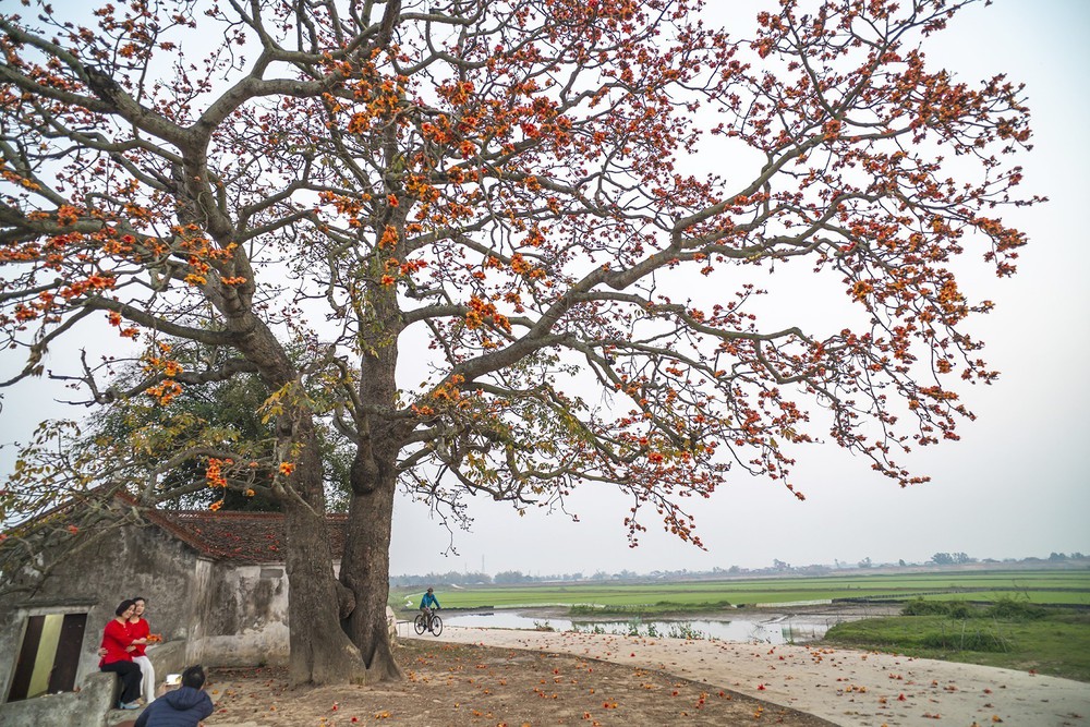Vì một miền quê đáng sống: Cây gạo - "Biểu tượng sống" lặng thầm của làng quê - Ảnh 1. Vì một miền quê đáng sống: Cây gạo - "Biểu tượng sống" lặng thầm của làng quê - Ảnh 1.