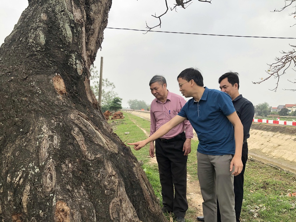 Vì một miền quê đáng sống: Cây gạo - "Biểu tượng sống" lặng thầm của làng quê - Ảnh 2. Vì một miền quê đáng sống: Cây gạo - "Biểu tượng sống" lặng thầm của làng quê - Ảnh 2.