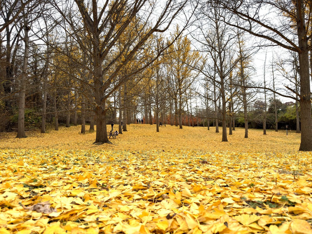 Chiều cuối Thu ở rừng bạch quả cổ thụ Ginkgo Grove, bang Virginia - Ảnh 4.