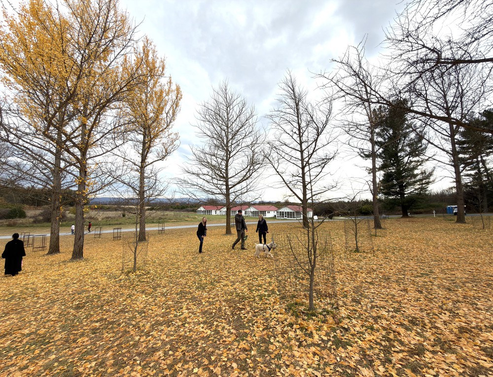 Chiều cuối Thu ở rừng bạch quả cổ thụ Ginkgo Grove, bang Virginia - Ảnh 6.