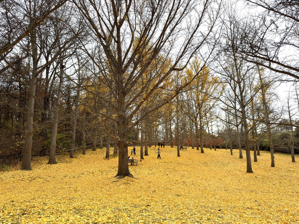 Chiều cuối Thu ở rừng bạch quả cổ thụ Ginkgo Grove, bang Virginia - Ảnh 7.
