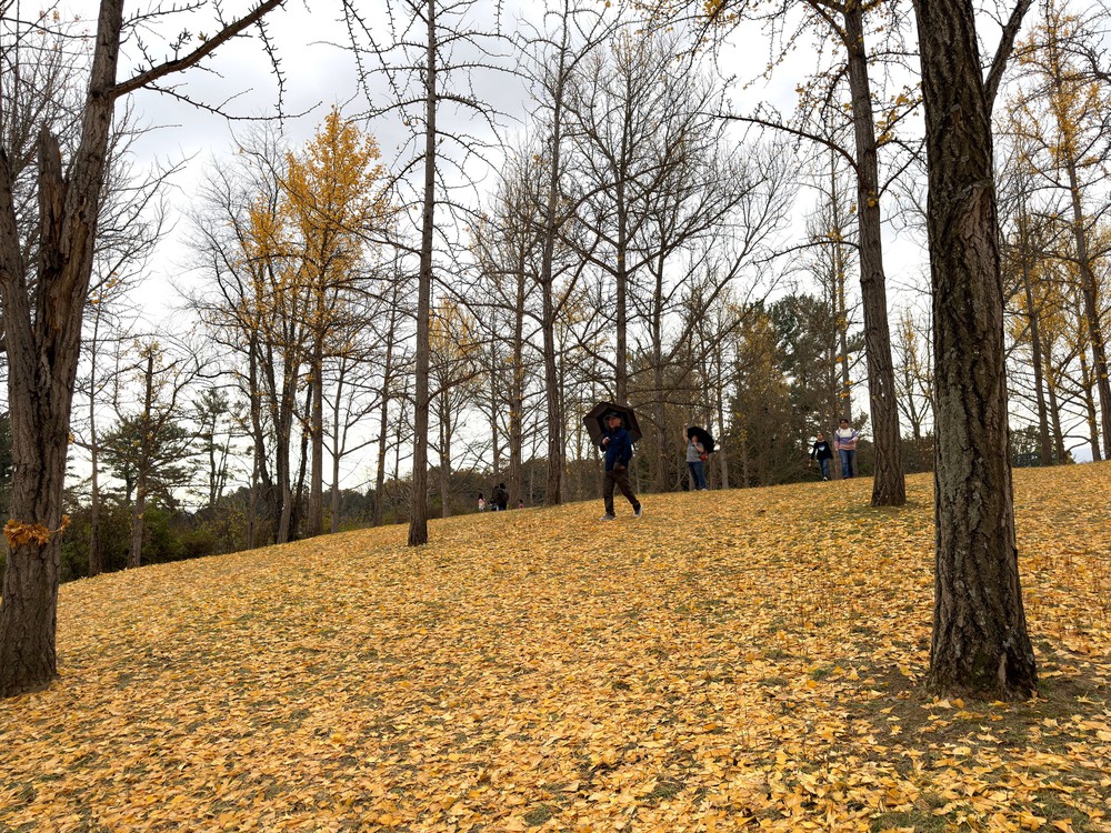 Chiều cuối Thu ở rừng bạch quả cổ thụ Ginkgo Grove, bang Virginia - Ảnh 9.