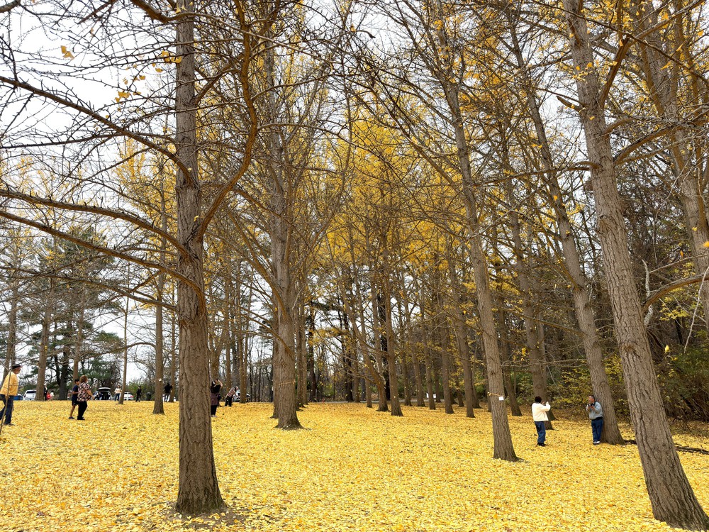 Chiều cuối Thu ở rừng bạch quả cổ thụ Ginkgo Grove, bang Virginia - Ảnh 8.