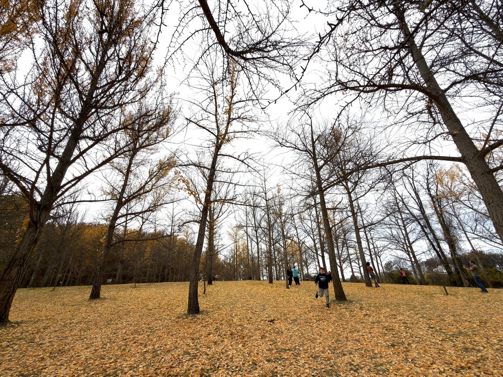 Chiều cuối Thu ở rừng bạch quả cổ thụ Ginkgo Grove, bang Virginia - Ảnh 10.