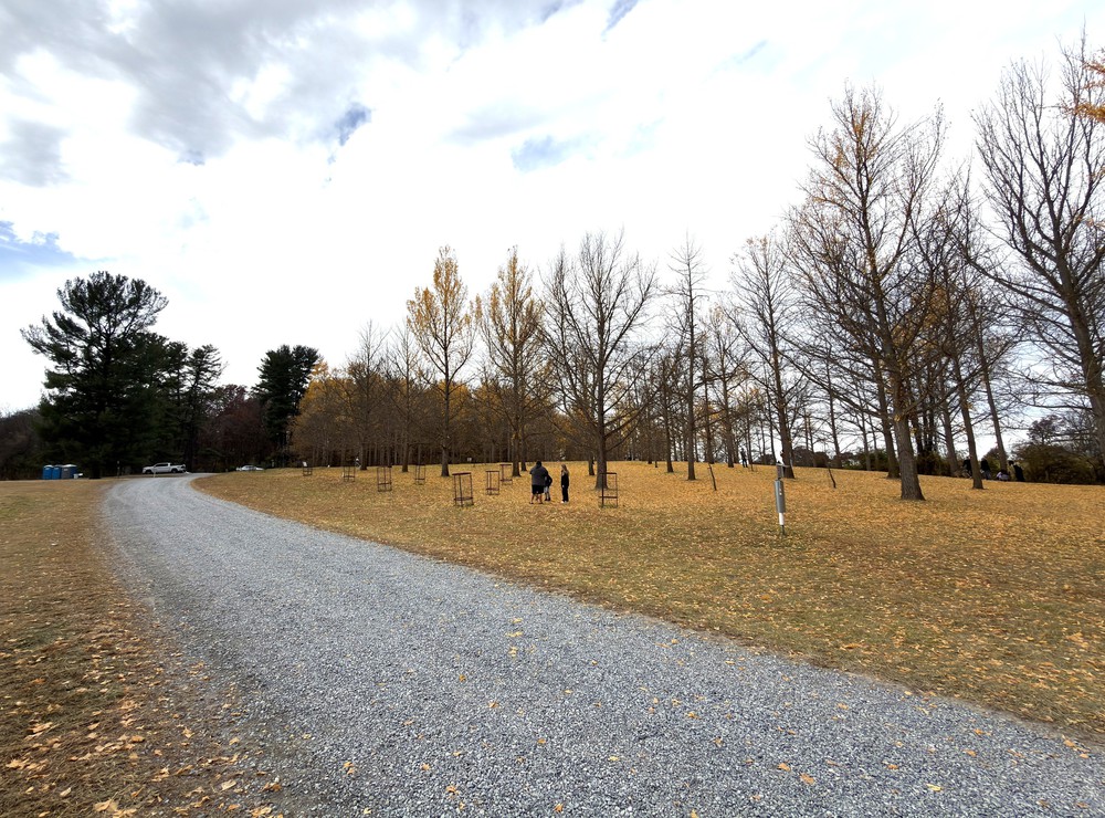 Chiều cuối Thu ở rừng bạch quả cổ thụ Ginkgo Grove, bang Virginia - Ảnh 2.
