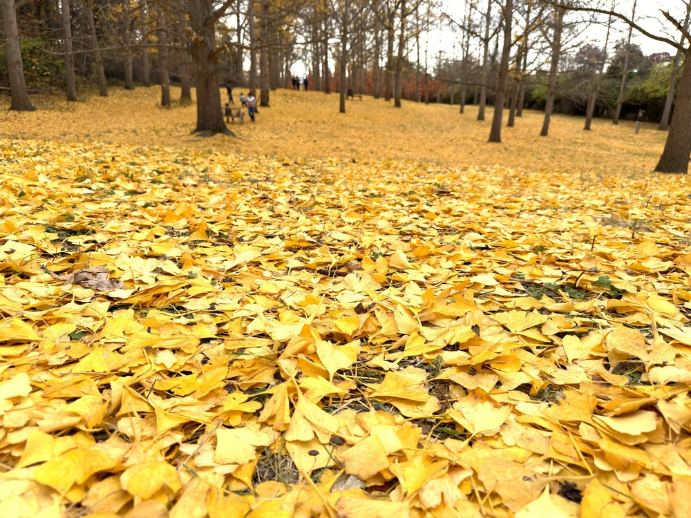 Chiều cuối Thu ở rừng bạch quả cổ thụ Ginkgo Grove, bang Virginia - Ảnh 3.