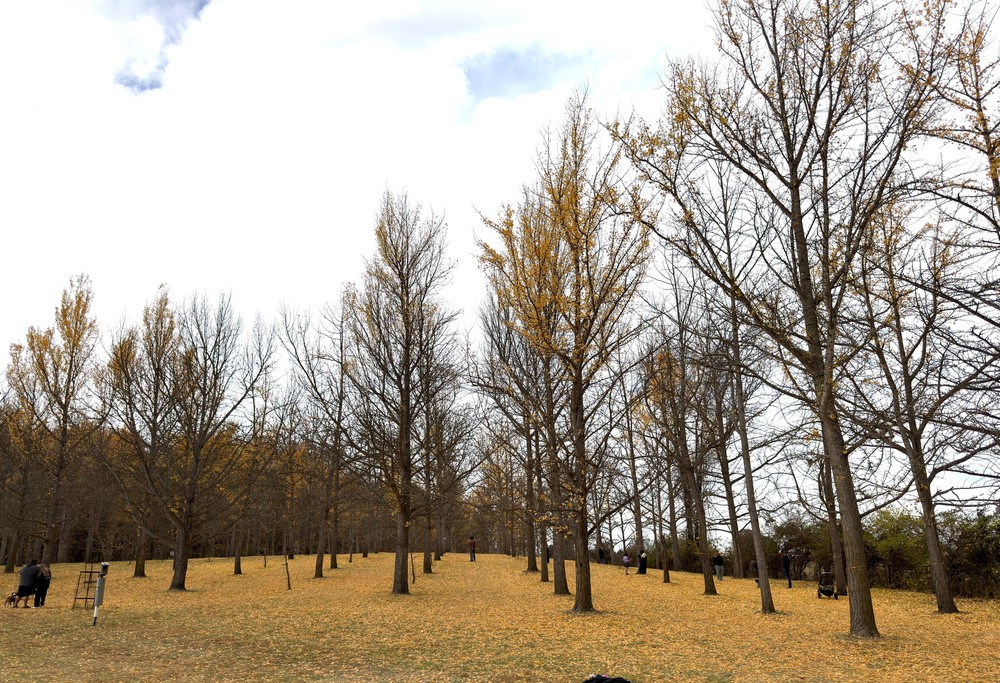 Chiều cuối Thu ở rừng bạch quả cổ thụ Ginkgo Grove, bang Virginia - Ảnh 5.