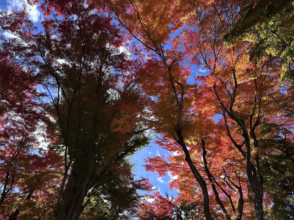 Hành trình mùa thu Phú Sĩ: Bản giao hưởng sắc màu từ Kawaguchi đến Motosu - Ảnh 1. Hành trình mùa thu Phú Sĩ: Bản giao hưởng sắc màu từ Kawaguchi đến Motosu - Ảnh 1.