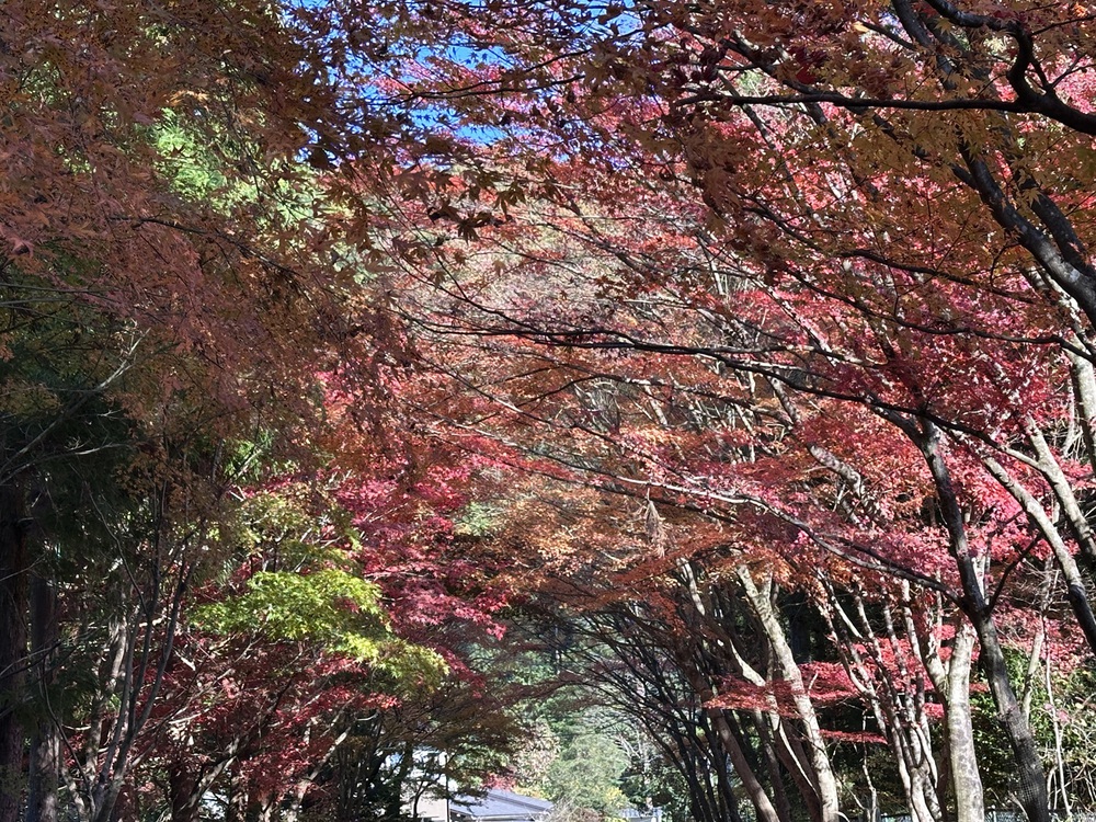 Nikko – Mùa thu rực rỡ giữa núi rừng - Ảnh 9. Nikko – Mùa thu rực rỡ giữa núi rừng - Ảnh 9.