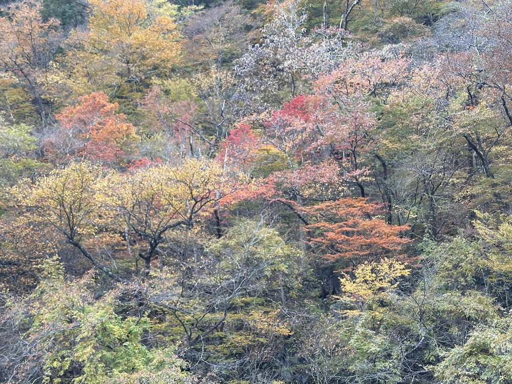 Nikko – Mùa thu rực rỡ giữa núi rừng - Ảnh 2. Nikko – Mùa thu rực rỡ giữa núi rừng - Ảnh 2.