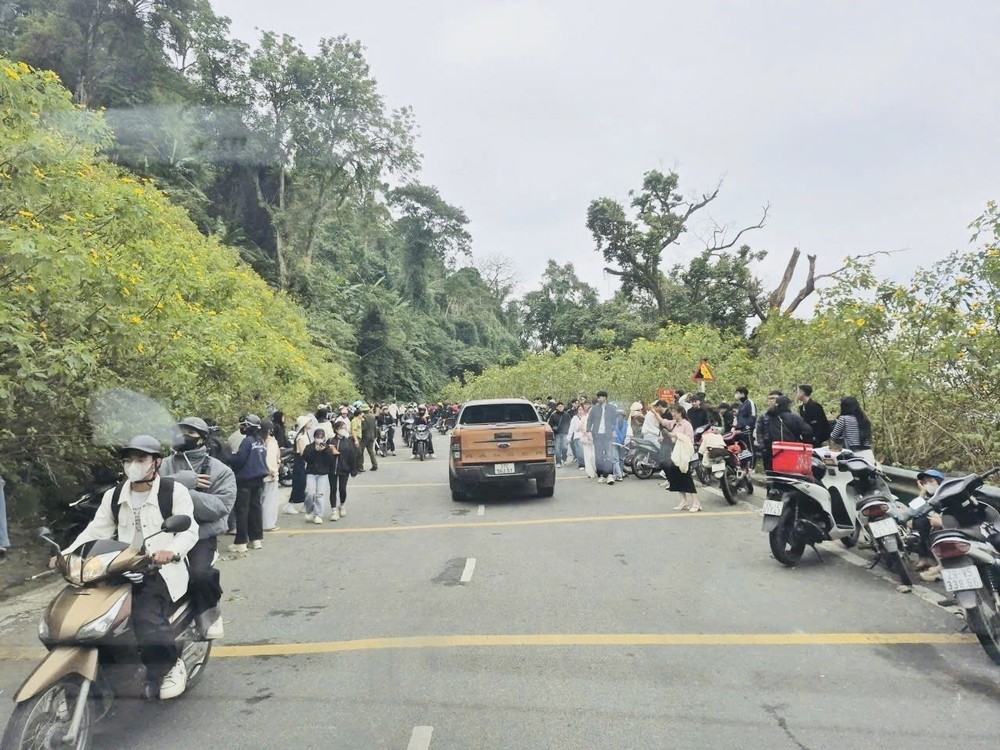 Vườn quốc gia Ba Vì thu hút đông du khách ngắm hoa dã quỳ nở rộ - Ảnh 3. Vườn quốc gia Ba Vì thu hút đông du khách ngắm hoa dã quỳ nở rộ - Ảnh 3.