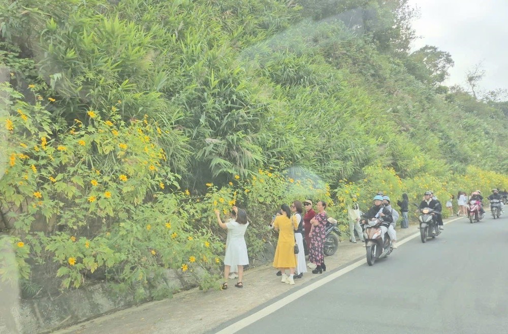 Vườn quốc gia Ba Vì thu hút đông du khách ngắm hoa dã quỳ nở rộ - Ảnh 2. Vườn quốc gia Ba Vì thu hút đông du khách ngắm hoa dã quỳ nở rộ - Ảnh 2.