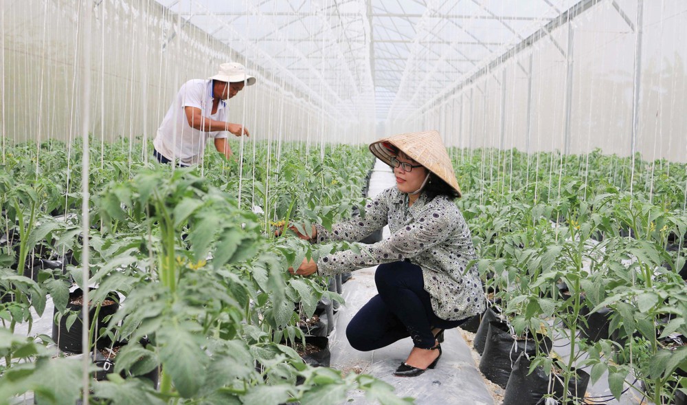 Thực hiện Nghị quyết 57: Khoa học, công nghệ - động lực đột phá của nông nghiệp Việt Nam - Ảnh 1. Thực hiện Nghị quyết 57: Khoa học, công nghệ - động lực đột phá của nông nghiệp Việt Nam - Ảnh 1.