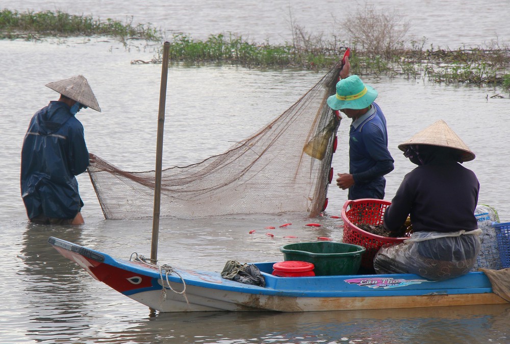 Trù phú mùa cá đồng ở Cần Thơ sau nhiều năm "đói" lũ - Ảnh 11. Trù phú mùa cá đồng ở Cần Thơ sau nhiều năm "đói" lũ - Ảnh 11.