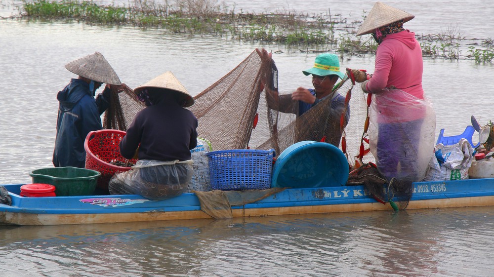Trù phú mùa cá đồng ở Cần Thơ sau nhiều năm "đói" lũ - Ảnh 10. Trù phú mùa cá đồng ở Cần Thơ sau nhiều năm "đói" lũ - Ảnh 10.