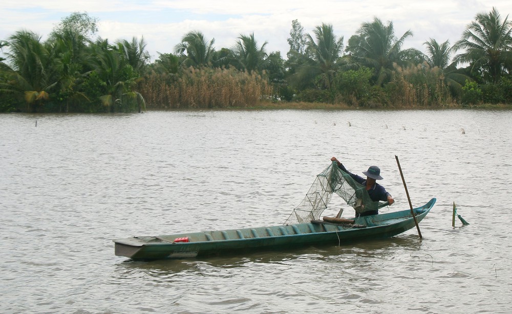 Trù phú mùa cá đồng ở Cần Thơ sau nhiều năm "đói" lũ - Ảnh 9. Trù phú mùa cá đồng ở Cần Thơ sau nhiều năm "đói" lũ - Ảnh 9.